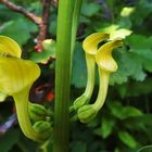 Osterluzei in meinem Garten