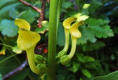 Osterluzei in meinem Garten