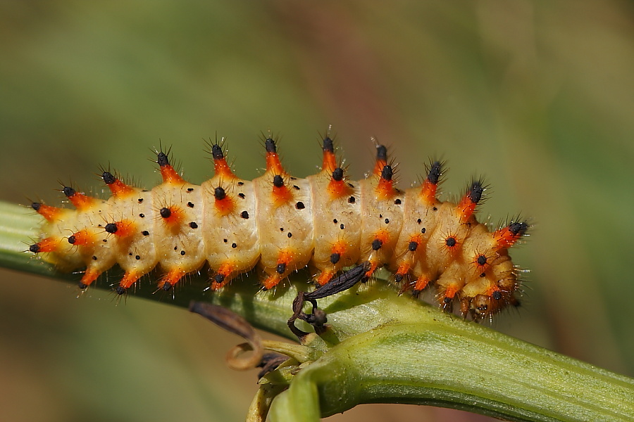 Osterluzei Raupe