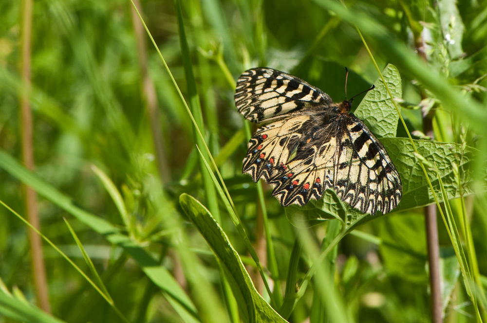 Osterluzeifalter