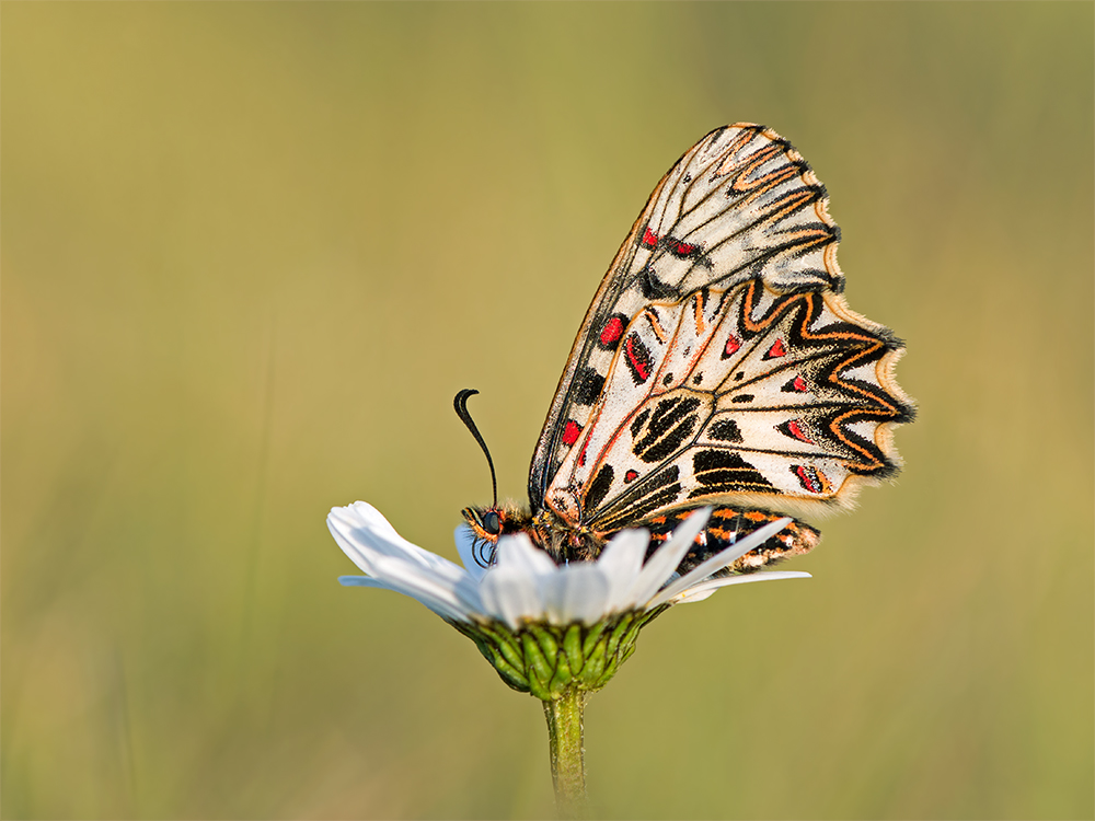 Osterluzeifalter