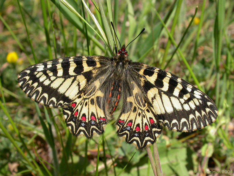 Osterluzeifalter