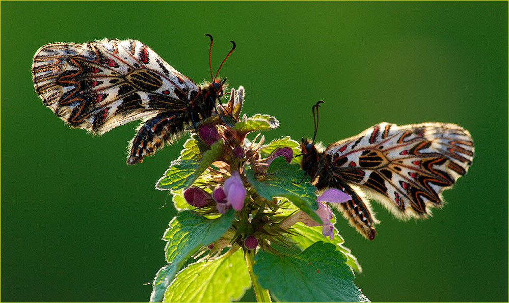 Osterluzeifalter