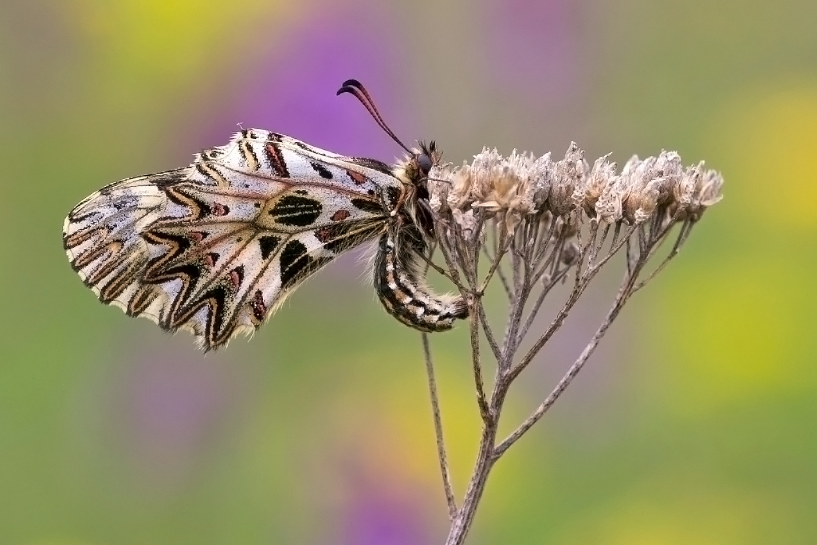 Osterluzeifalter