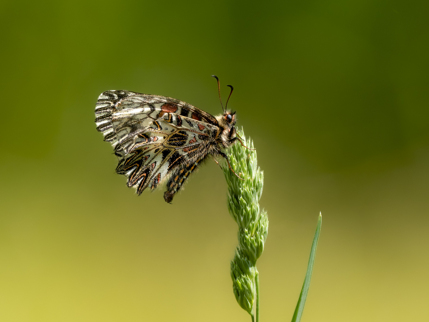 Osterluzeifalter