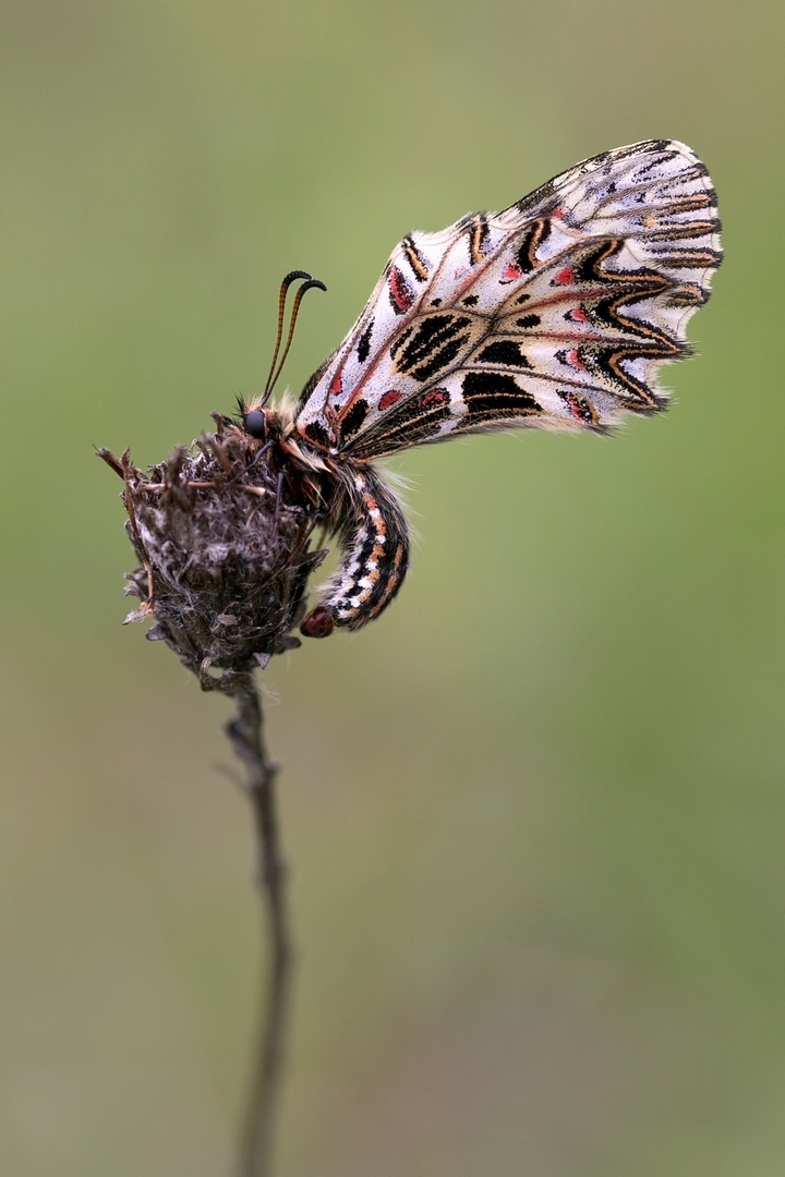 Osterluzeifalter