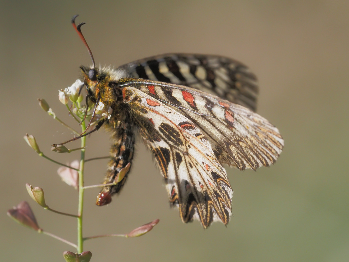 Osterluzeifalter