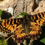 Osterluzeifalter als Ostergruß