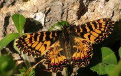 Osterluzeifalter als Ostergruß