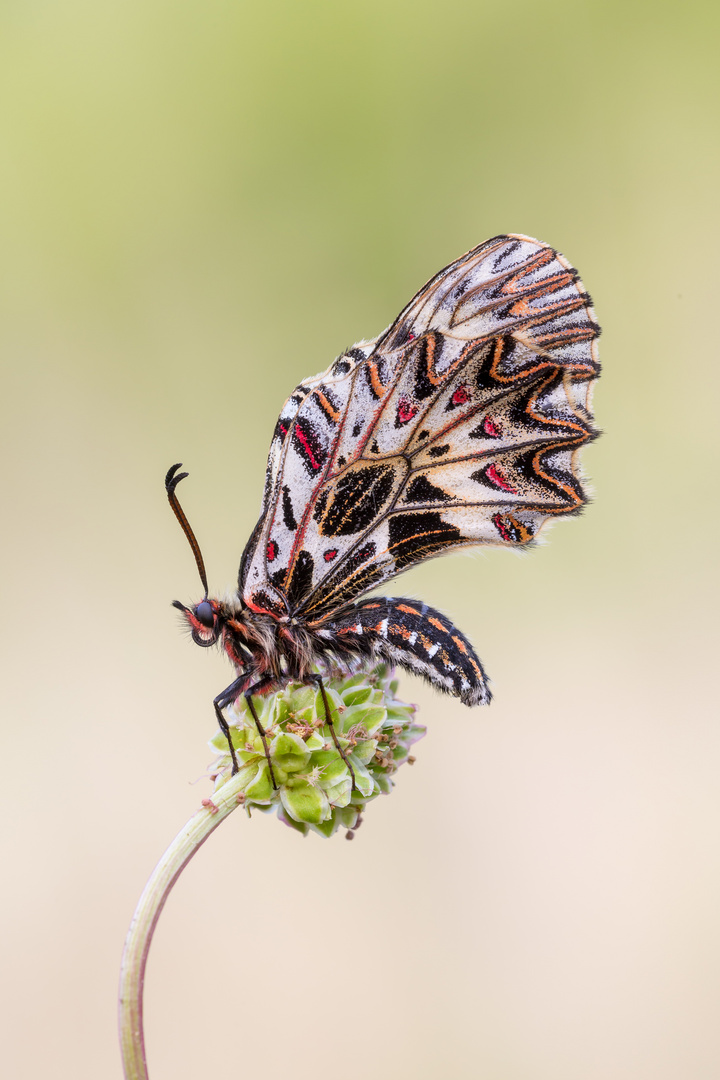 Osterluzeifalter auf Kleinem Wiesenknopf