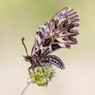 Osterluzeifalter auf Kleinem Wiesenknopf