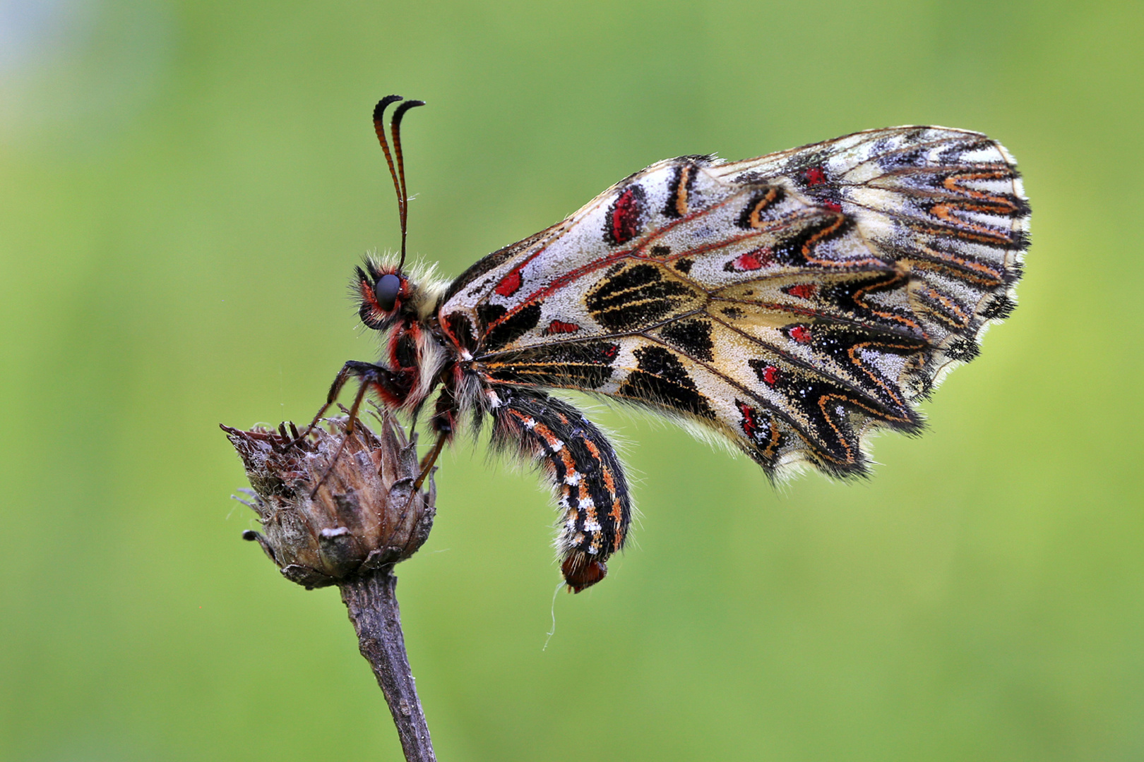 Osterluzeifalter