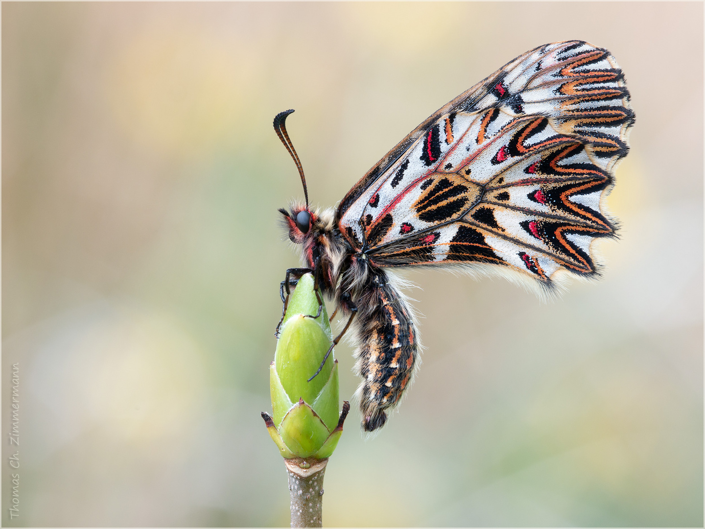 Osterluzeifalter