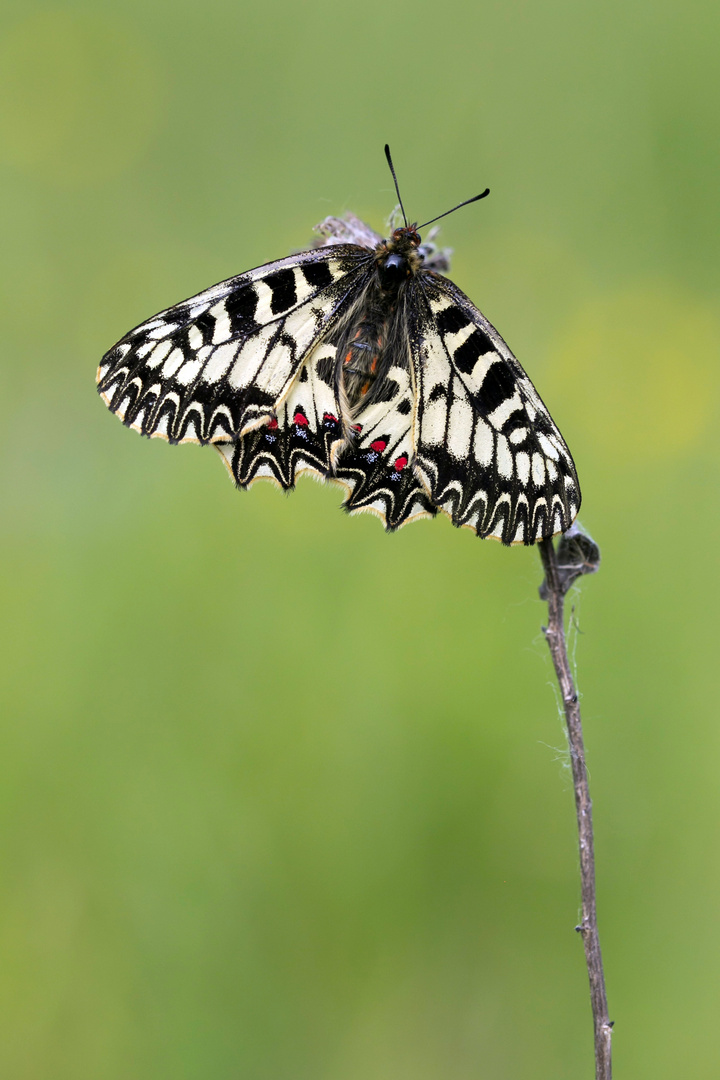 Osterluzeifalter