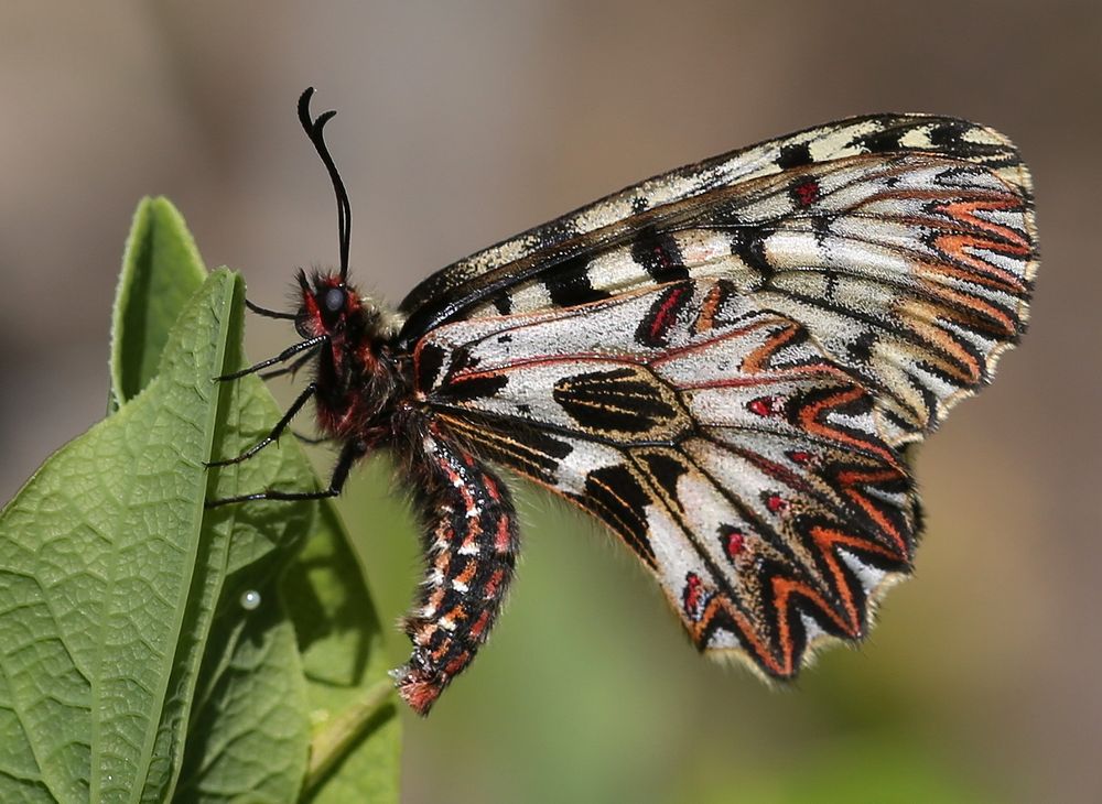 Osterluzeifalter