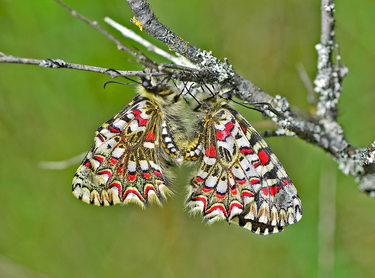 Osterluzeifalter