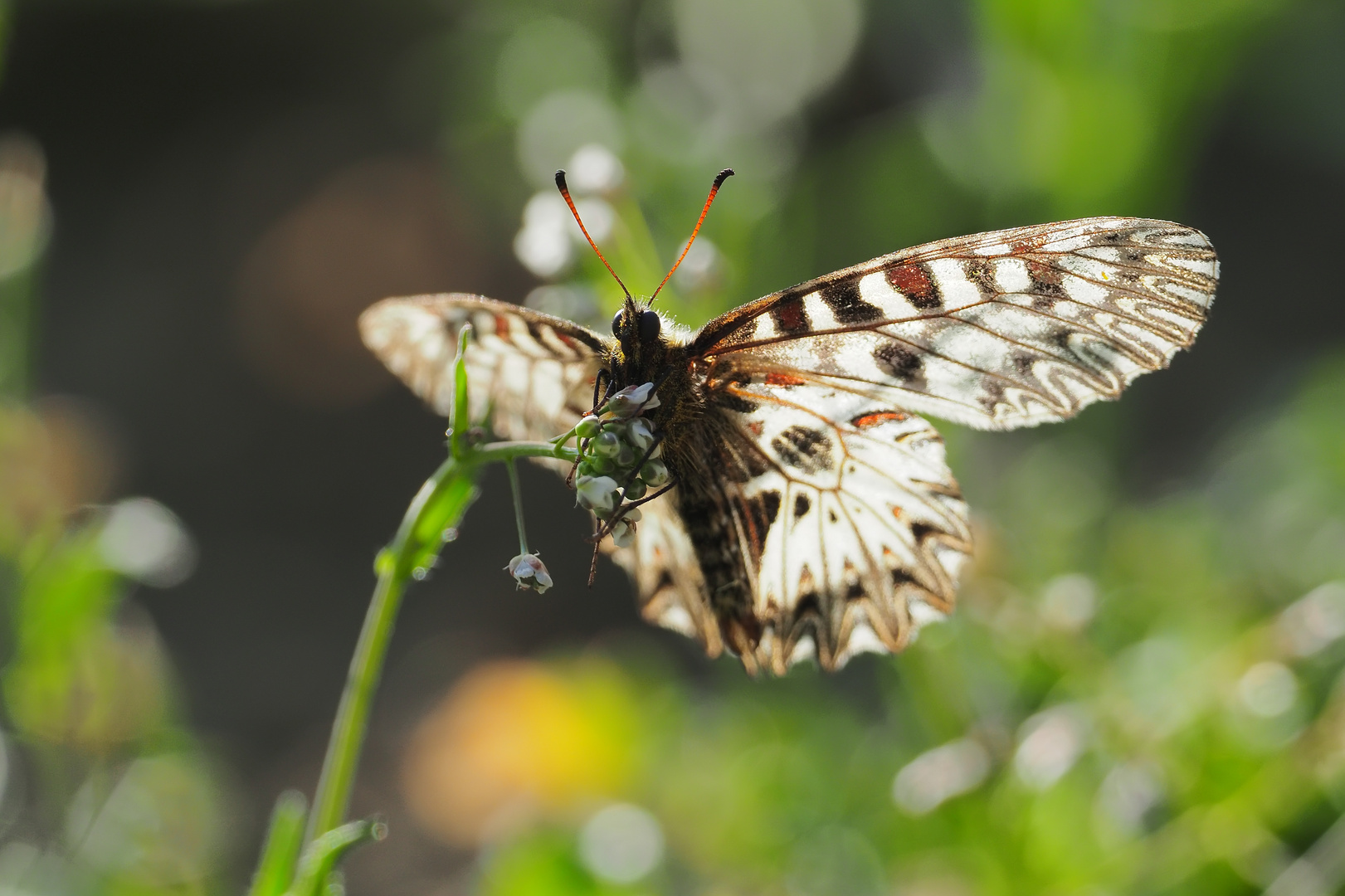 Osterluzeifalter gestern abend