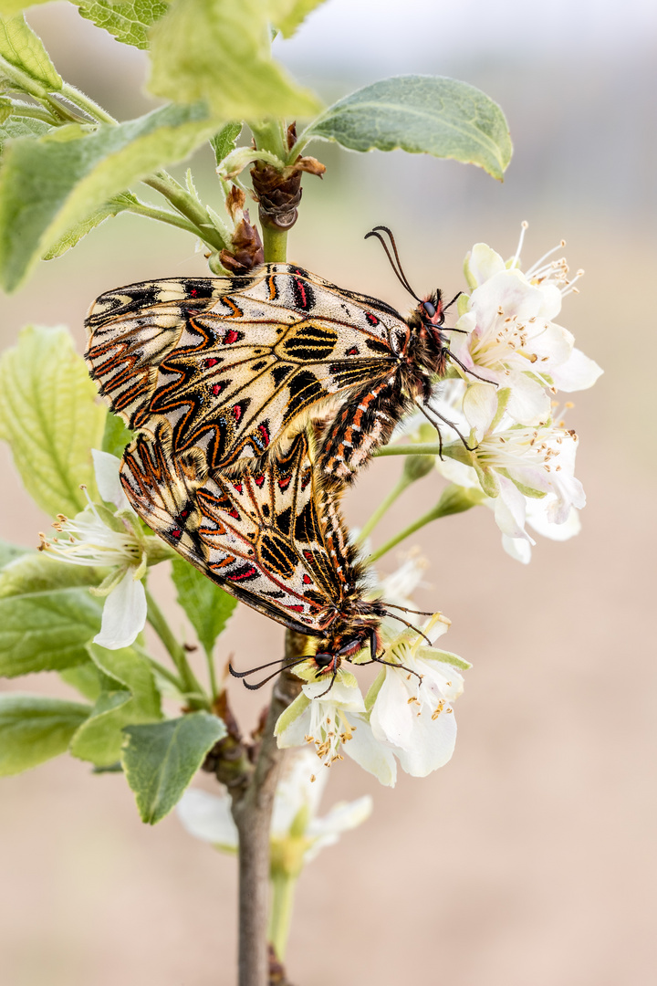 Osterluzeifalter Kopula auf blühenden Zweig