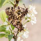 Osterluzeifalter Kopula auf blühenden Zweig