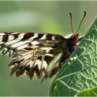 Osterluzeifalter nach der Eiablage