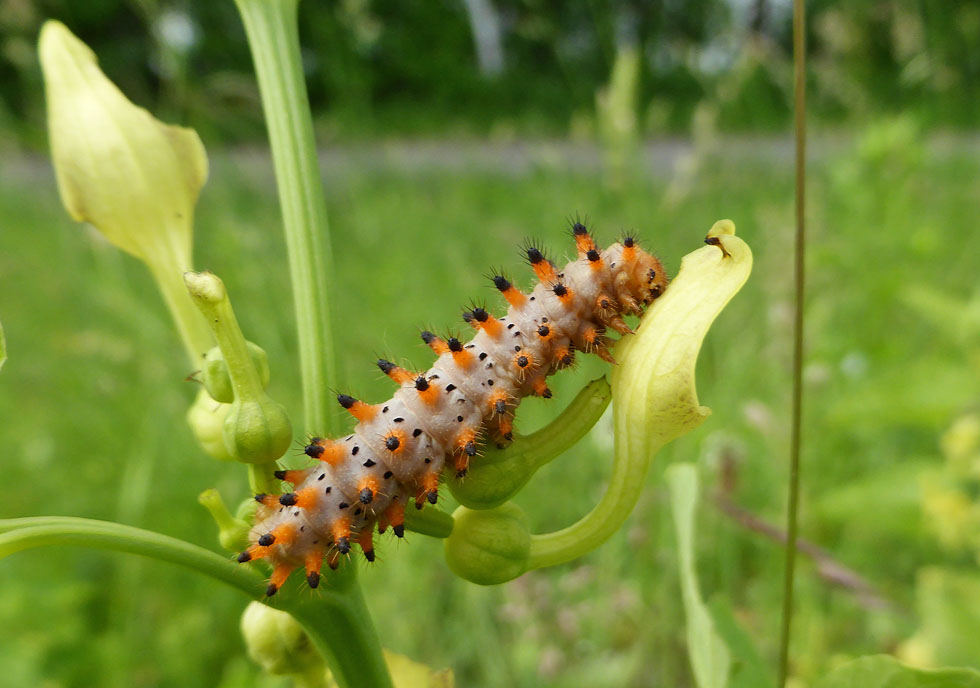 Osterluzeifalter Raupe