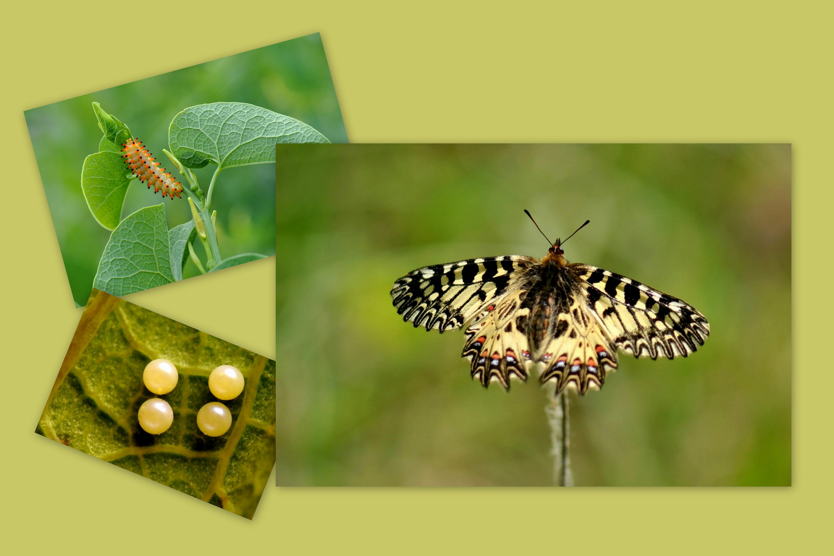 Osterluzeifalter + Raupe + Eier + Futterpflanze/Osterluzei/