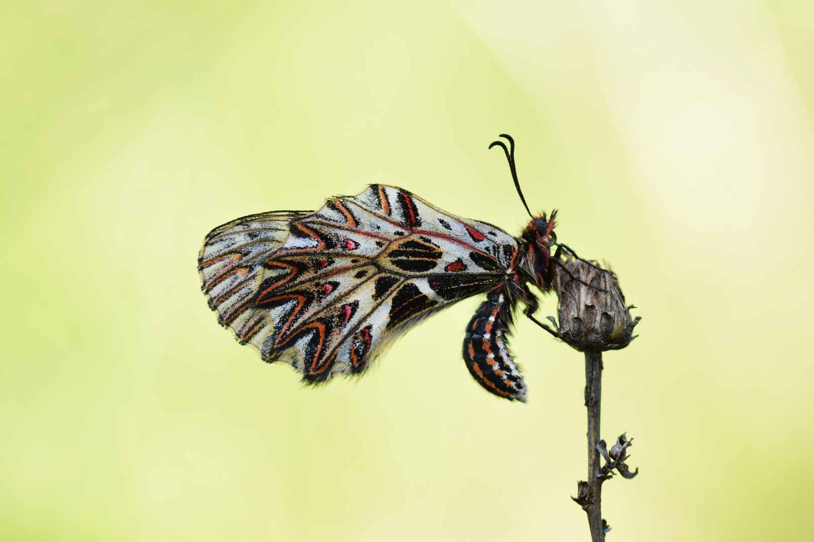 Osterluzeifalter - southern festoon