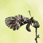 Osterluzeifalter - southern festoon