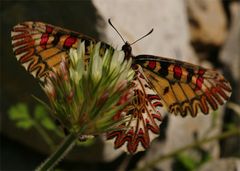 Osterluzeifalter von der Unterseite