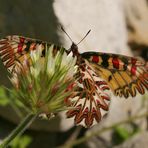 Osterluzeifalter von unten