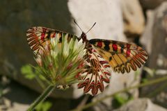 Osterluzeifalter von unten