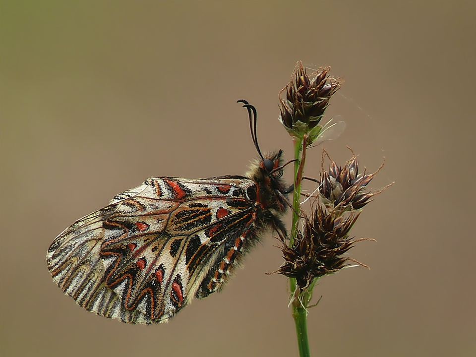 Osterluzeifalter ( Zerynthia cassandra )