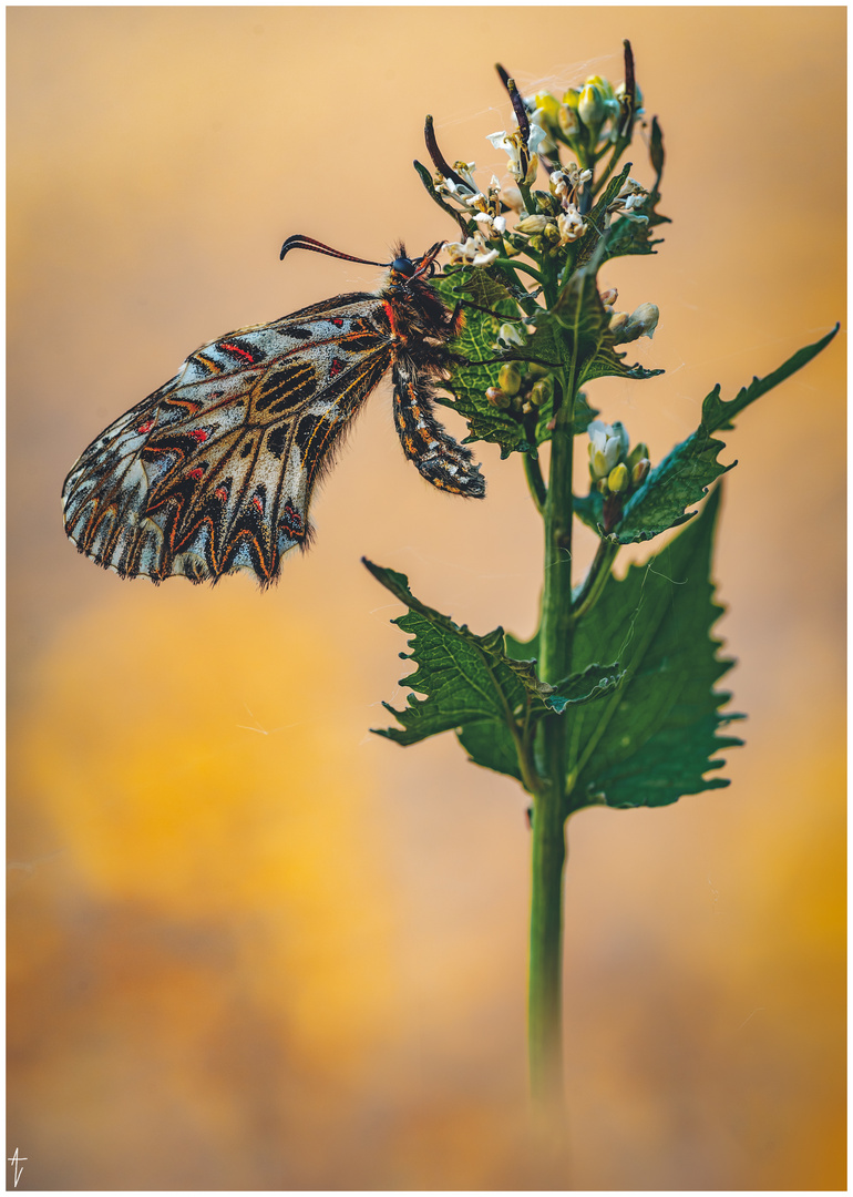 Osterluzeifalter (Zerynthia polyxena)