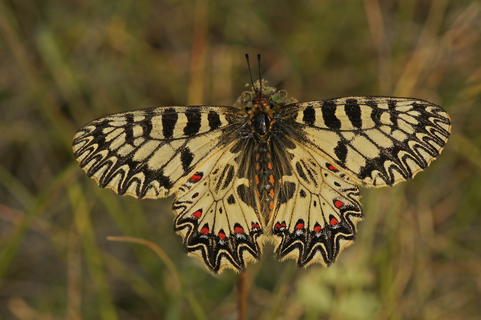 Osterluzeifalter (Zerynthia polyxena)