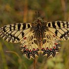 Osterluzeifalter (Zerynthia polyxena)