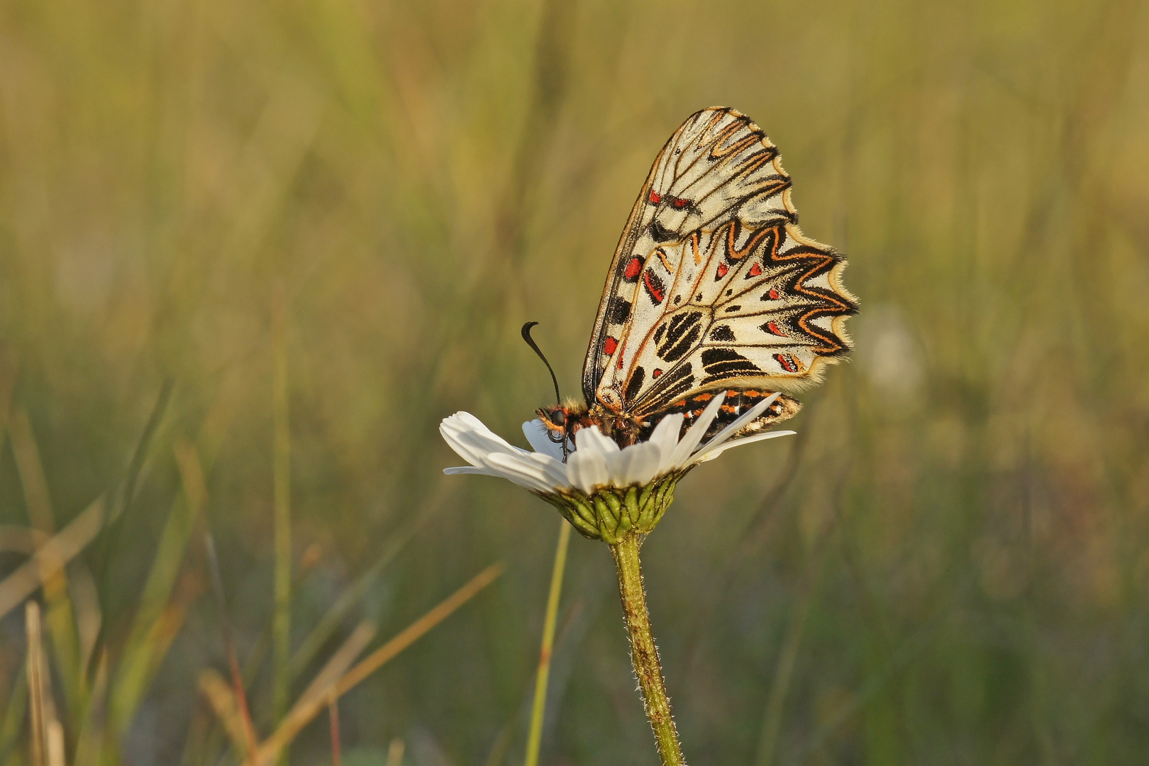 Osterluzeifalter (Zerynthia polyxena)