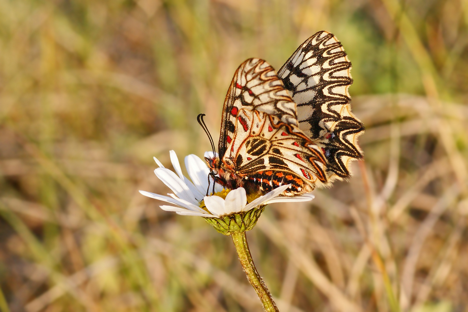 Osterluzeifalter (Zerynthia polyxena)