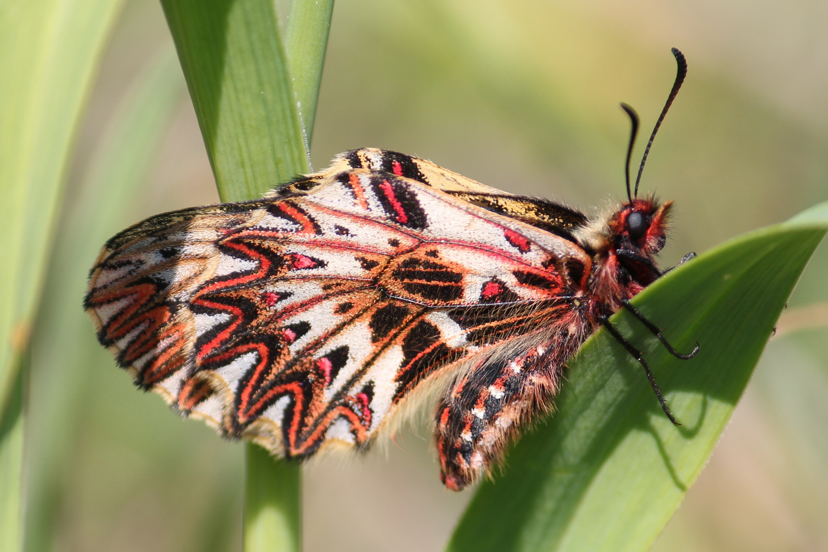 Osterluzeifalter Zerynthia polyxena