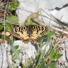 Osterluzeifalter Zerynthia polyxena (Papilionidae)