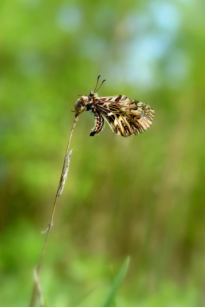 Osterluzeifalter /Zerynthia polyxena/ Sp 45-55 mm