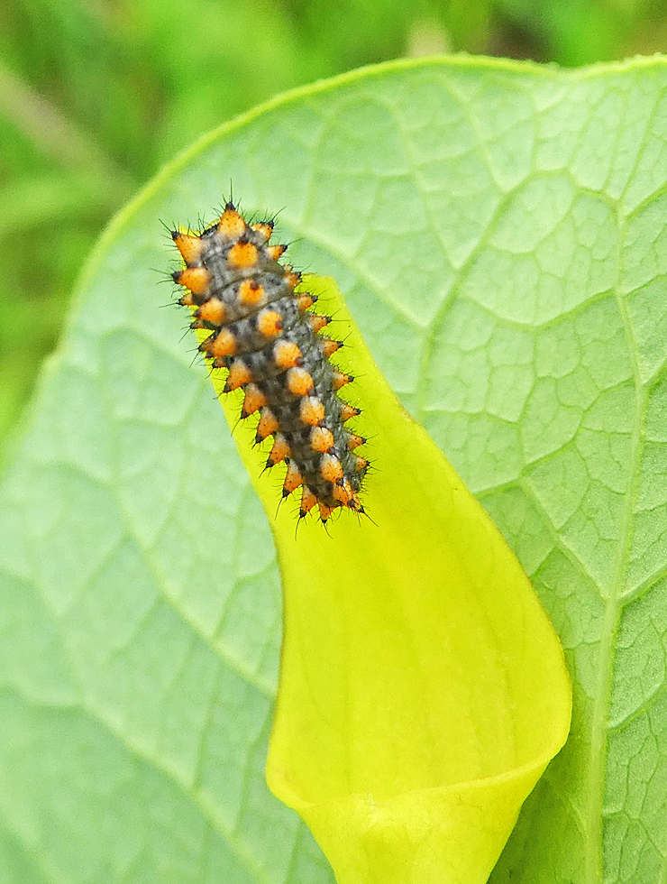 Osterluzeiraupe auf Osterluzeiblüte