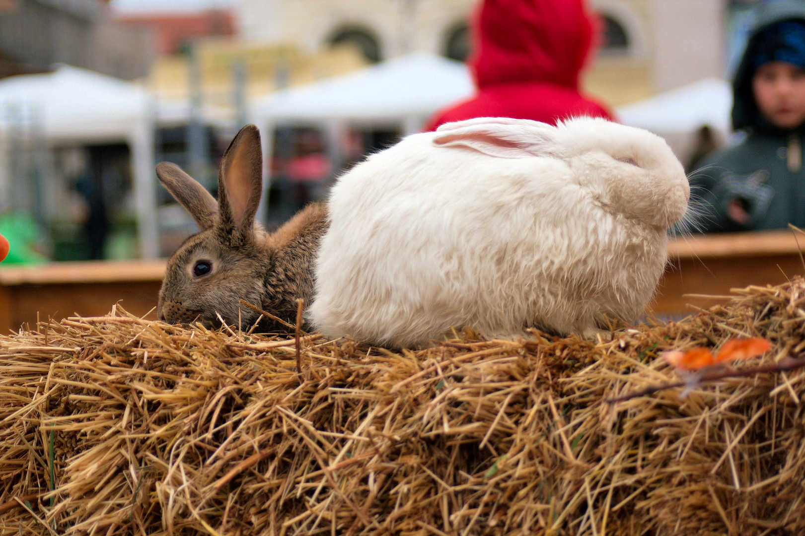 Ostermarkt 2013, Timisoara