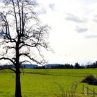 Ostermontag - die Weiden sind endlich schneefrei!