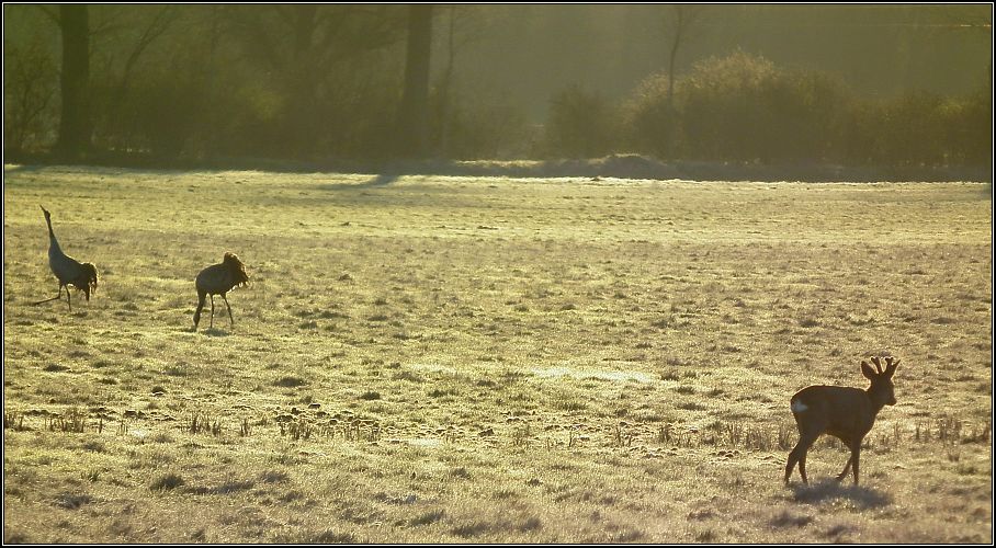 Ostermorgen