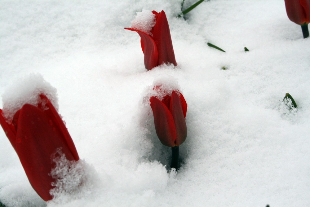 Ostern 2008 in Görlitz