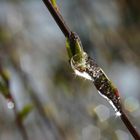 Ostern 2008, "ohnmächtige Schauer..."