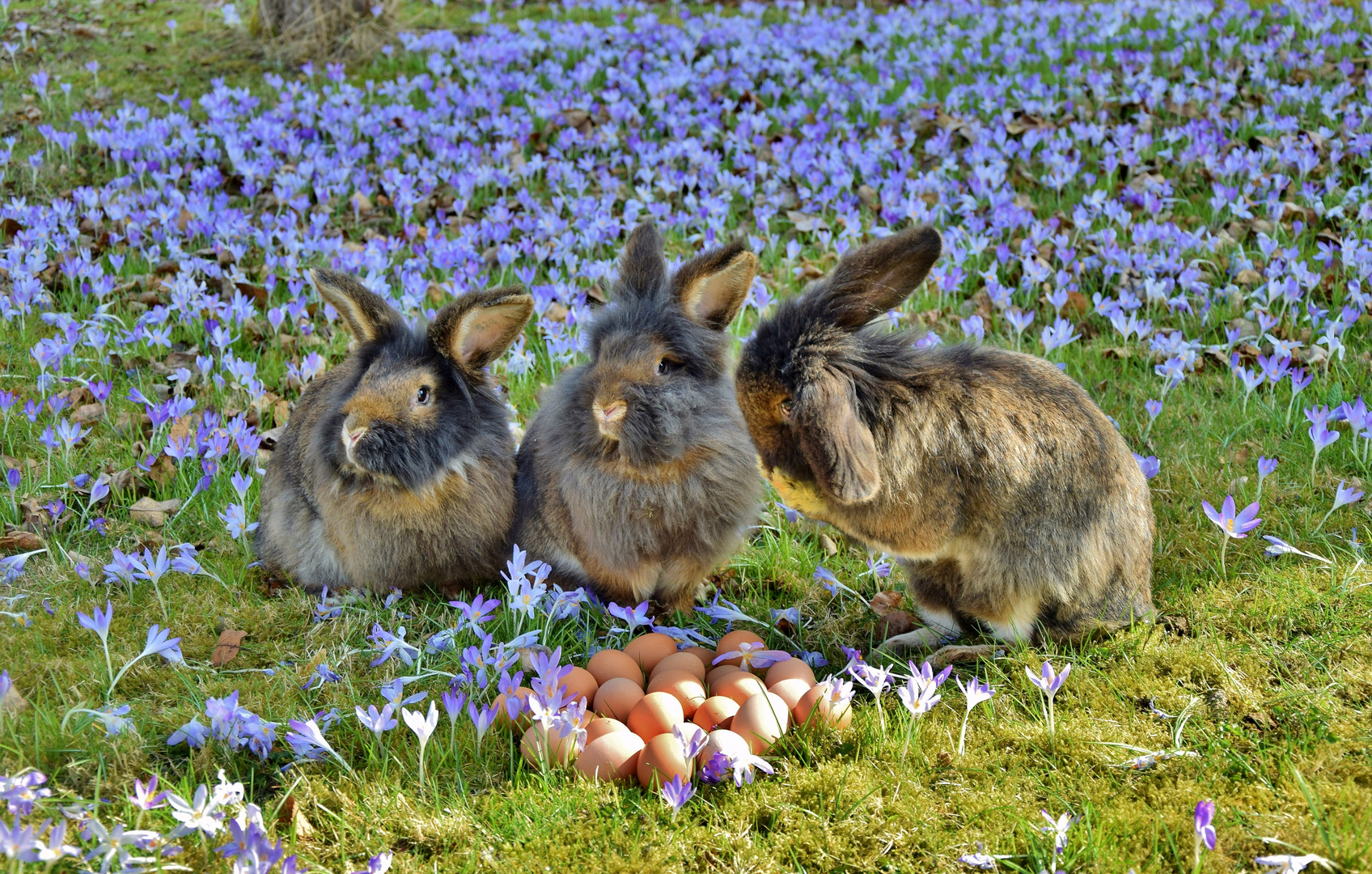 Ostern 2017_04 Foto &amp; Bild | ostern, hase, natur Bilder auf fotocommunity