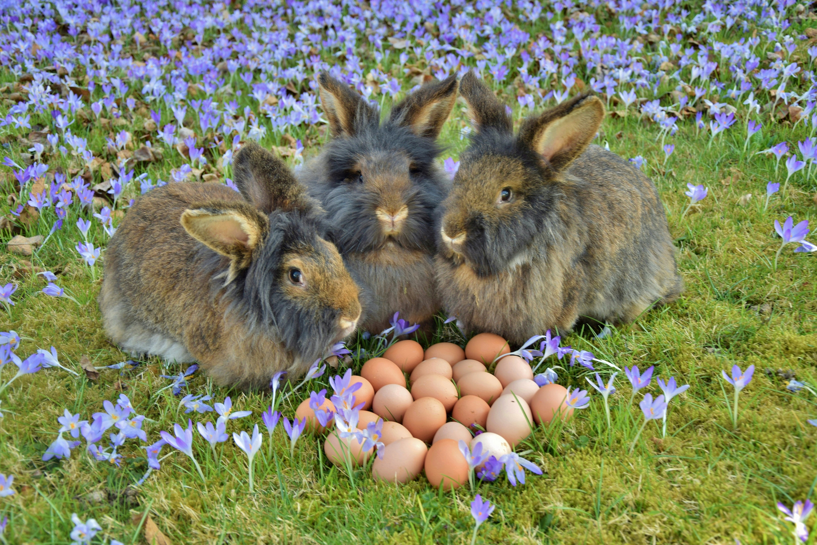 Ostern 2017_14 Foto & Bild | ostern, hase, natur Bilder auf fotocommunity
