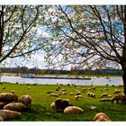 Ostern am Rhein