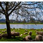 Ostern am Rhein in Düsseldorf